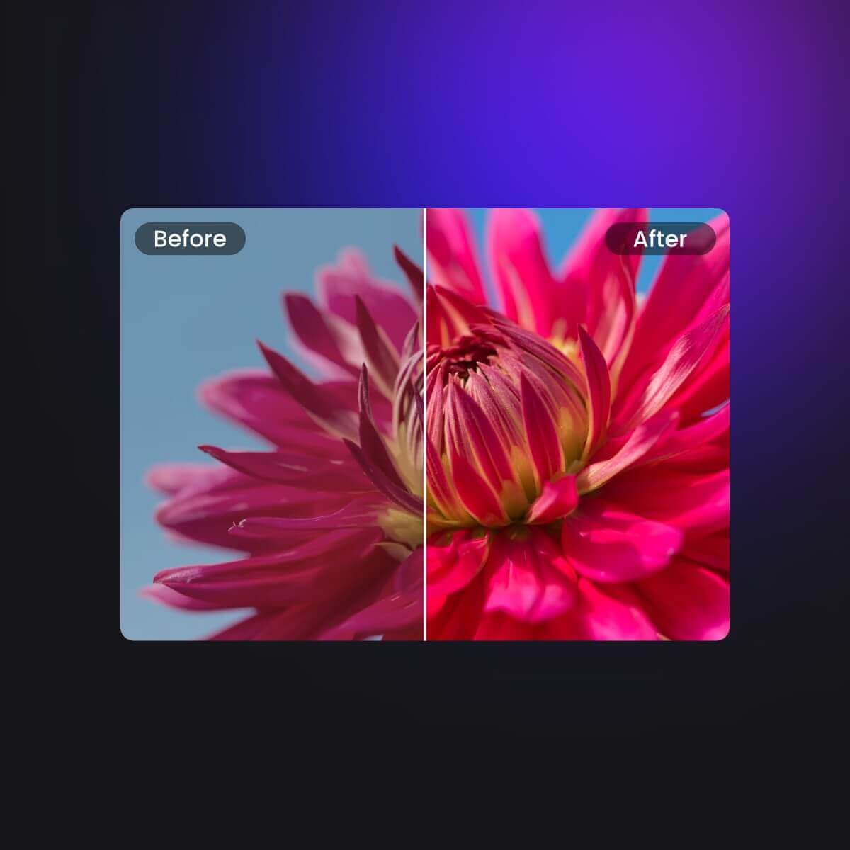 Comparación de la saturación normal y desaturada con una flor rosa en la imagen